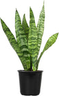 Lush Sansevieria Trifasciata Superba - Beautifully Rooted Indoor Plant in Elegant White Planter