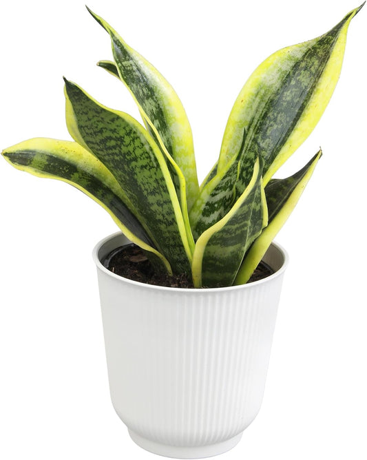 Lush Sansevieria Trifasciata Superba - Beautifully Rooted Indoor Plant in Elegant White Planter