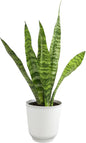 Lush Sansevieria Trifasciata Superba - Beautifully Rooted Indoor Plant in Elegant White Planter