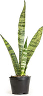 Lush Sansevieria Trifasciata Superba - Beautifully Rooted Indoor Plant in Elegant White Planter