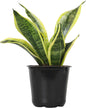 Lush Sansevieria Trifasciata Superba - Beautifully Rooted Indoor Plant in Elegant White Planter